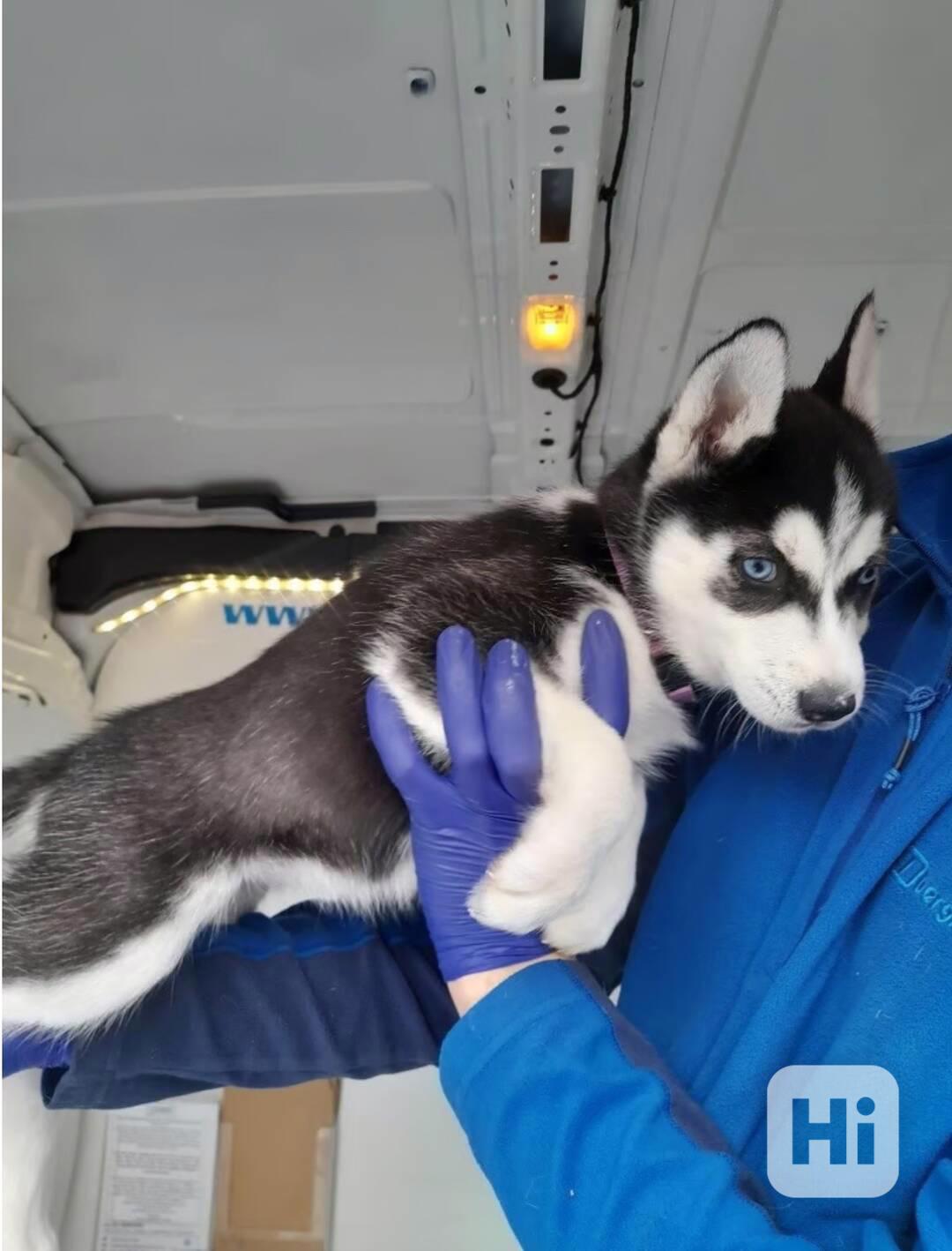 Sibiřský husky - foto 1