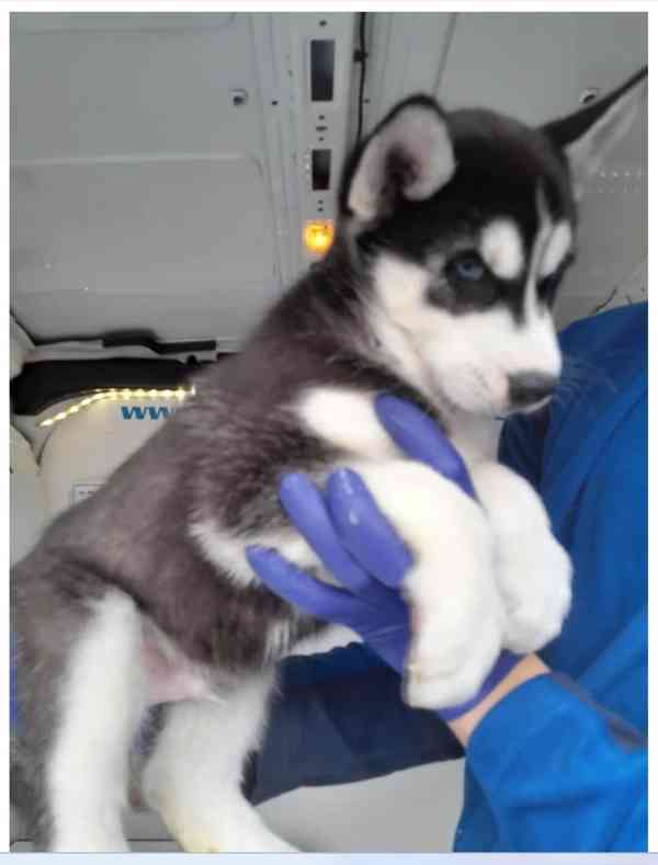 Sibiřský husky - foto 4