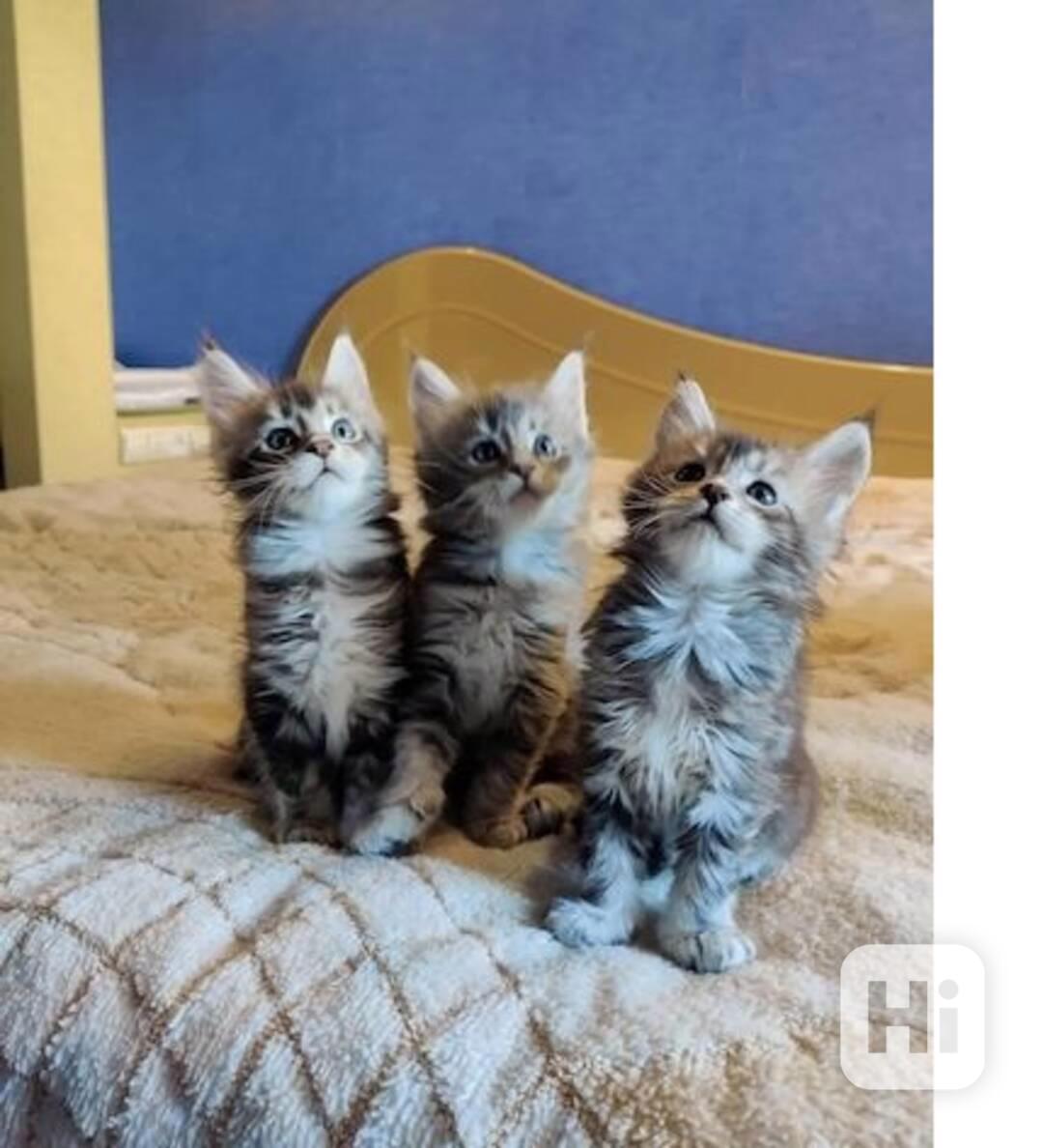 Koťata Mainské mývalí kočky - foto 1