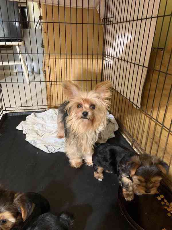 štěňata yorkshirského teriera - foto 2