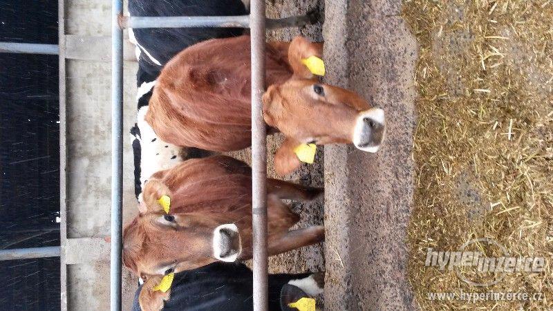 Prodám březí jalovice JERSEY - foto 1