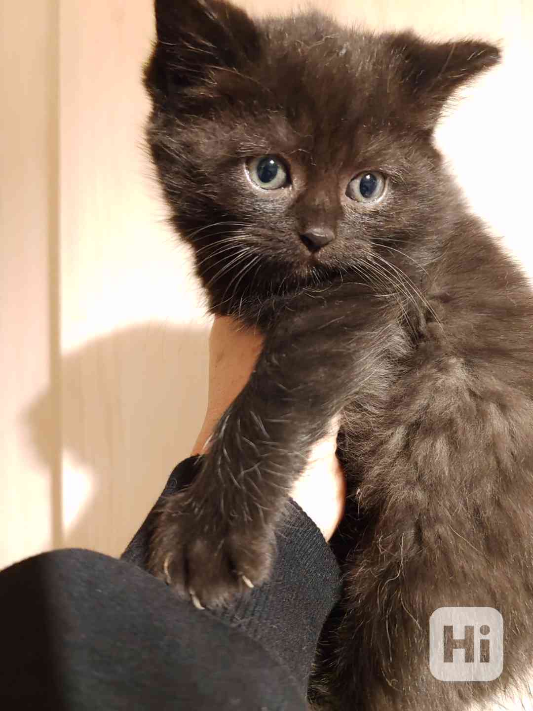 Britska kotatka  - foto 1