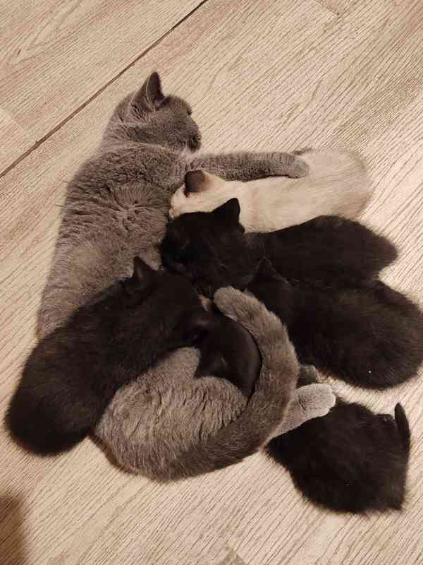 Britska kotatka  - foto 7