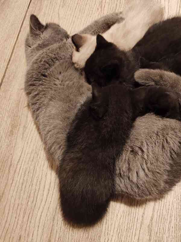 Britska kotatka  - foto 8