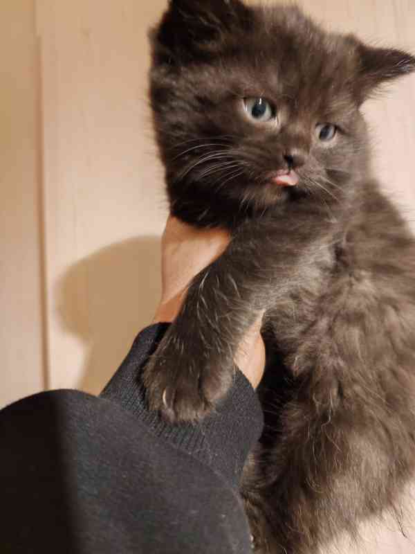 Britska kotatka  - foto 6