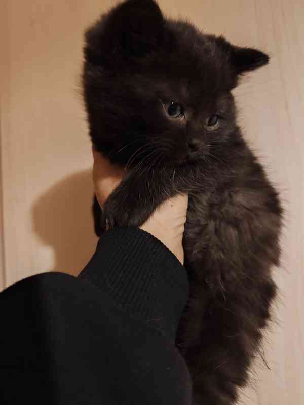 Britska kotatka  - foto 5