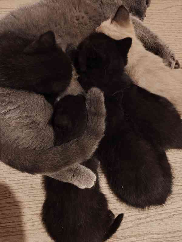 Britska kotatka  - foto 4