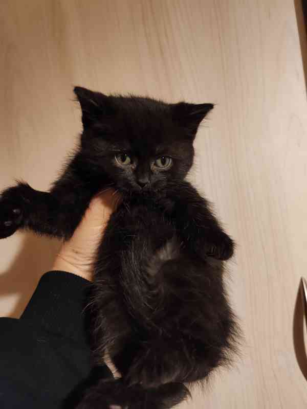 Britska kotatka  - foto 3