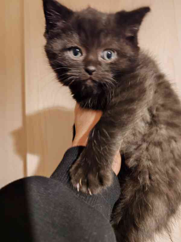 Britska kotatka  - foto 2