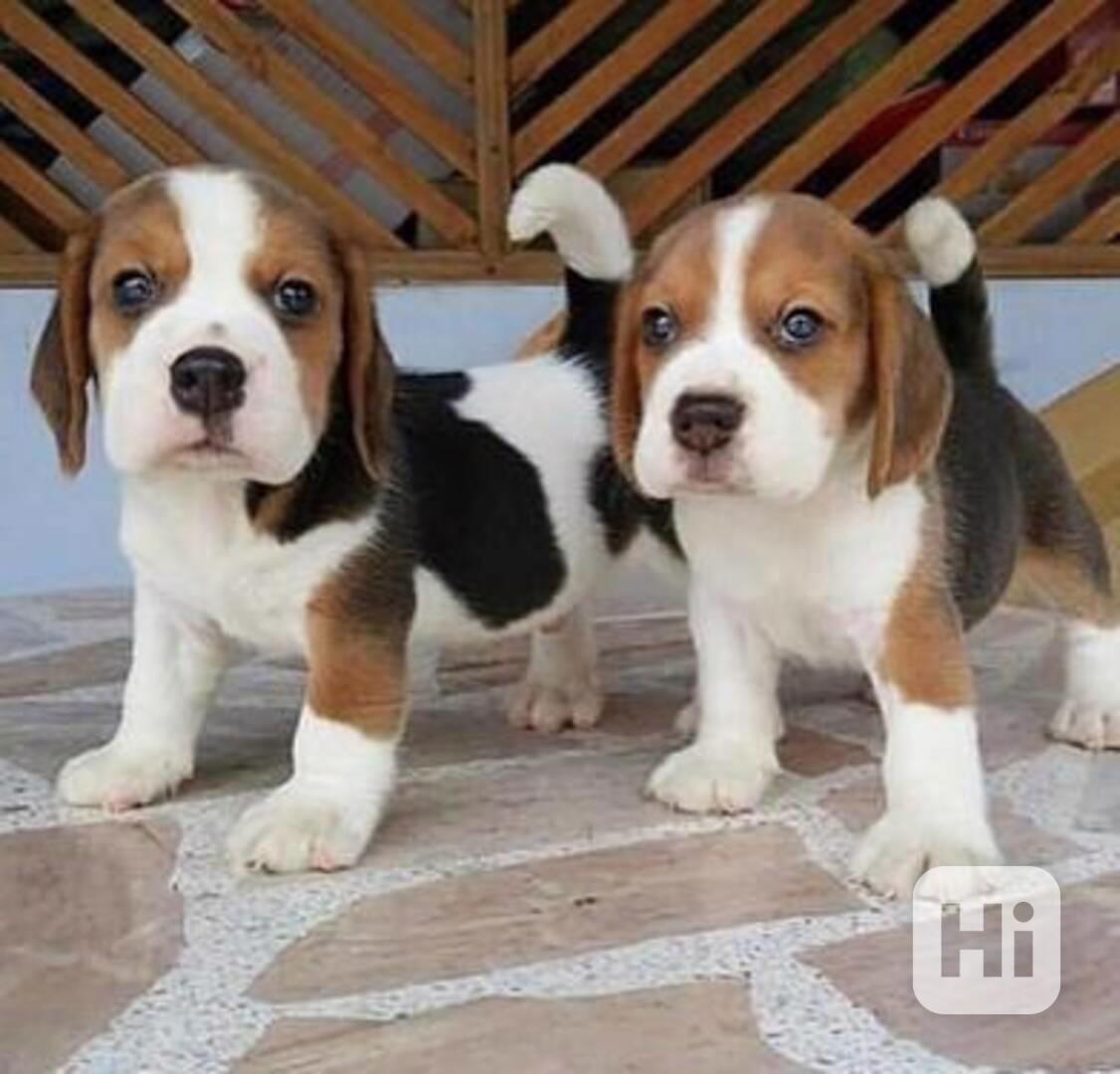 štěňata bígla k adopci - foto 1