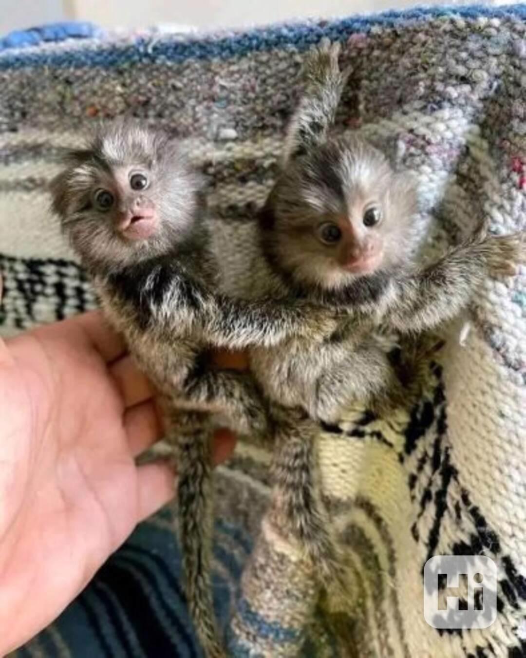 Mláďata kosmanů jsou připravena - foto 1