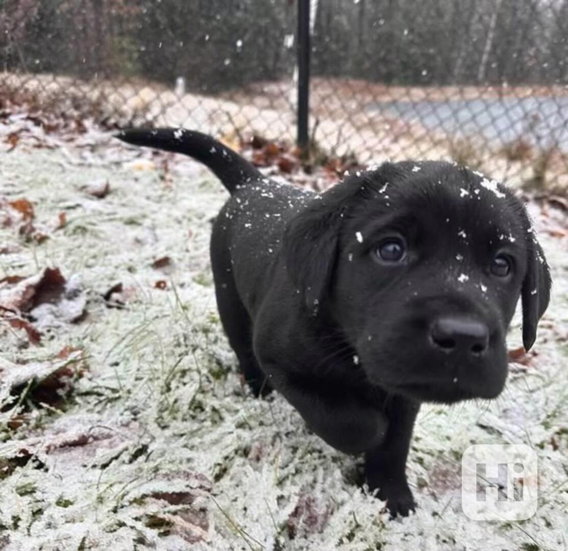 Labradorský retrívr- černá štěňátka s PP - foto 1