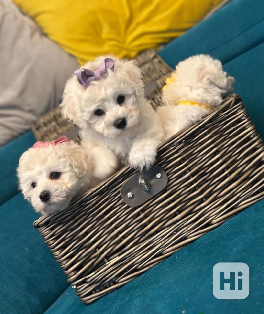 Bišonek frisé Štěňata - foto 1