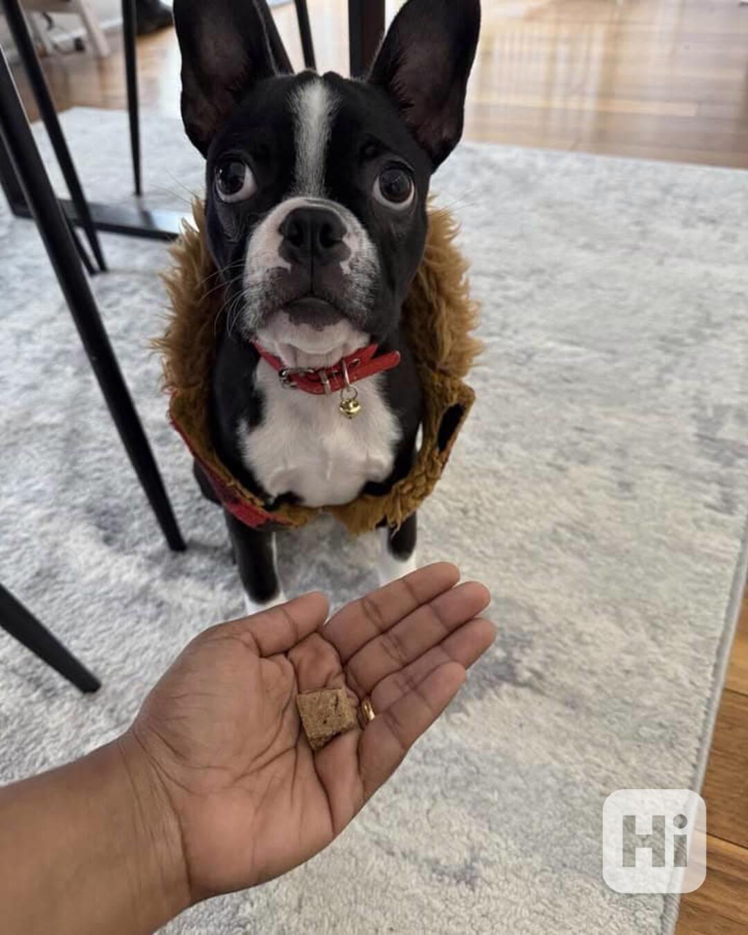 🏡 Hledá svou trvalou rodinu! 🐾 - foto 1