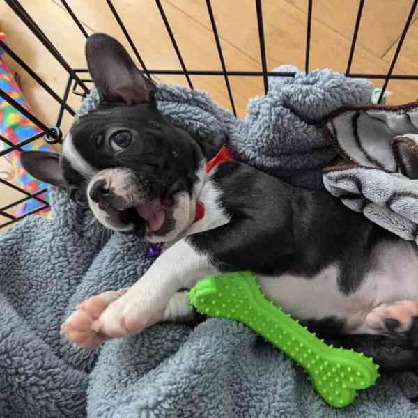 🏡 Hledá svou trvalou rodinu! 🐾 - foto 4