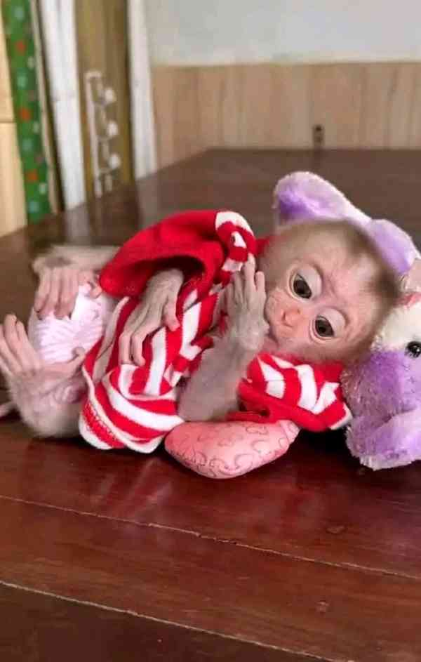  Nádherná rozkošná kapucínská opice k přemístění