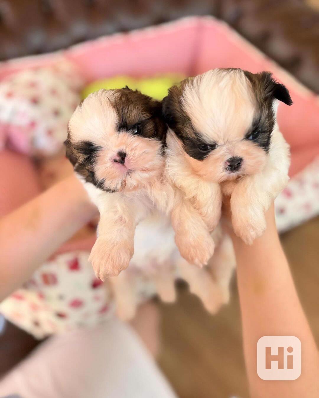 Dárek štěňátka shih tzu k adopci zdarma   - foto 1