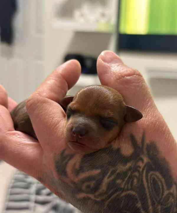 Čistokrevný 100% miniaturní pinč s licencí od chovatele🐾❤️ - foto 7