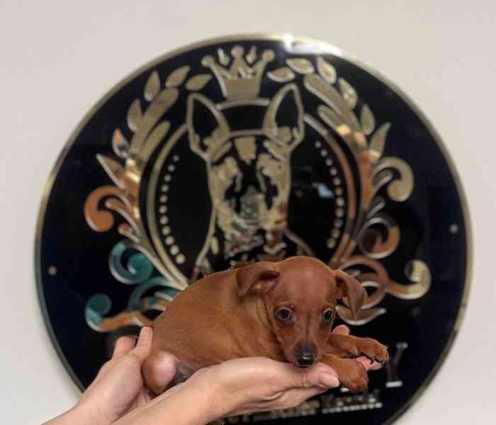 Čistokrevný 100% miniaturní pinč s licencí od chovatele🐾❤️ - foto 2