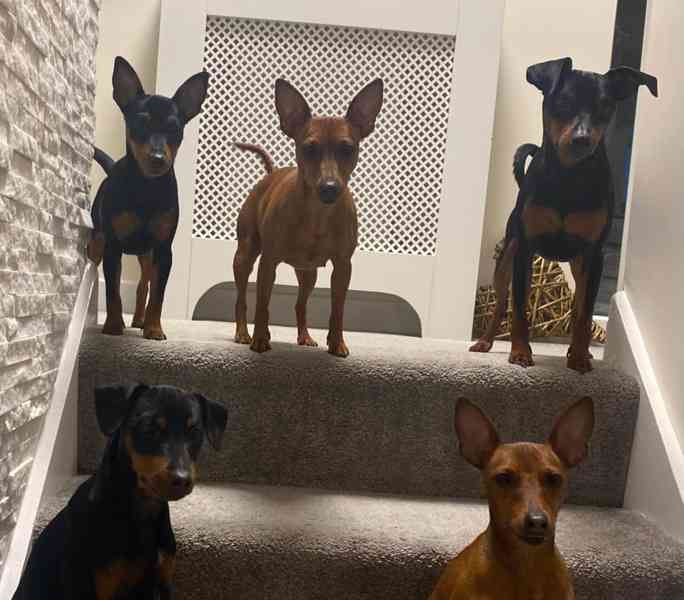 Čistokrevný 100% miniaturní pinč s licencí od chovatele🐾❤️ - foto 6