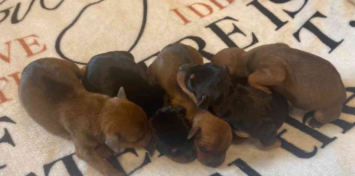 Čistokrevný 100% miniaturní pinč s licencí od chovatele🐾❤️ - foto 8