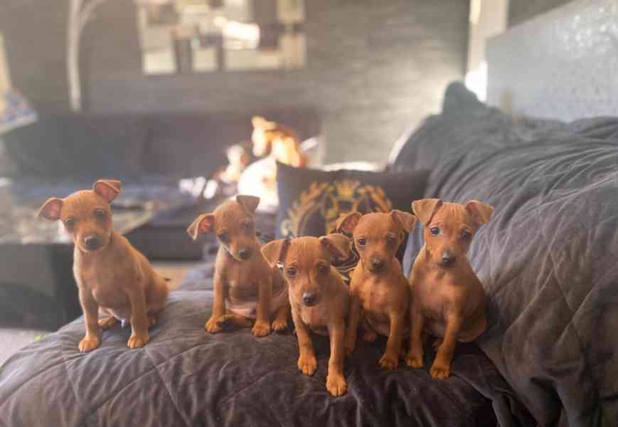 Čistokrevný 100% miniaturní pinč s licencí od chovatele🐾❤️ - foto 5