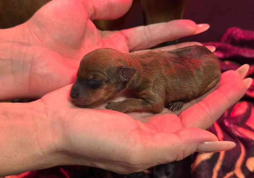 Čistokrevný 100% miniaturní pinč s licencí od chovatele🐾❤️ - foto 9