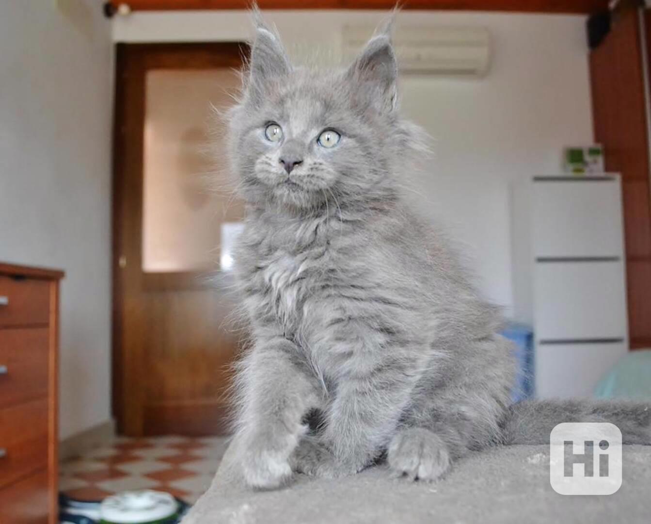 Maine coon kittens - foto 1