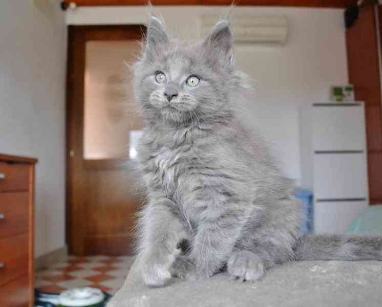 Maine coon kittens - foto 1