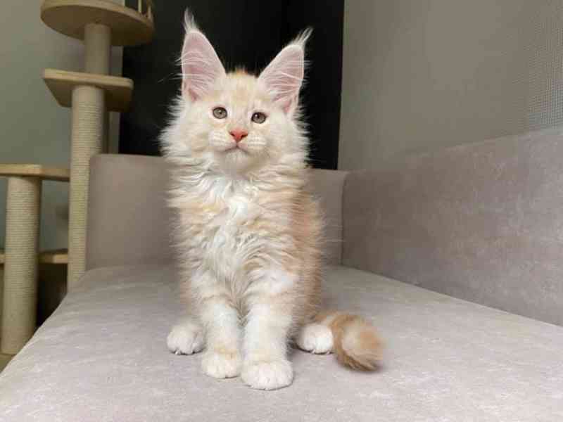 Maine coon kittens - foto 2