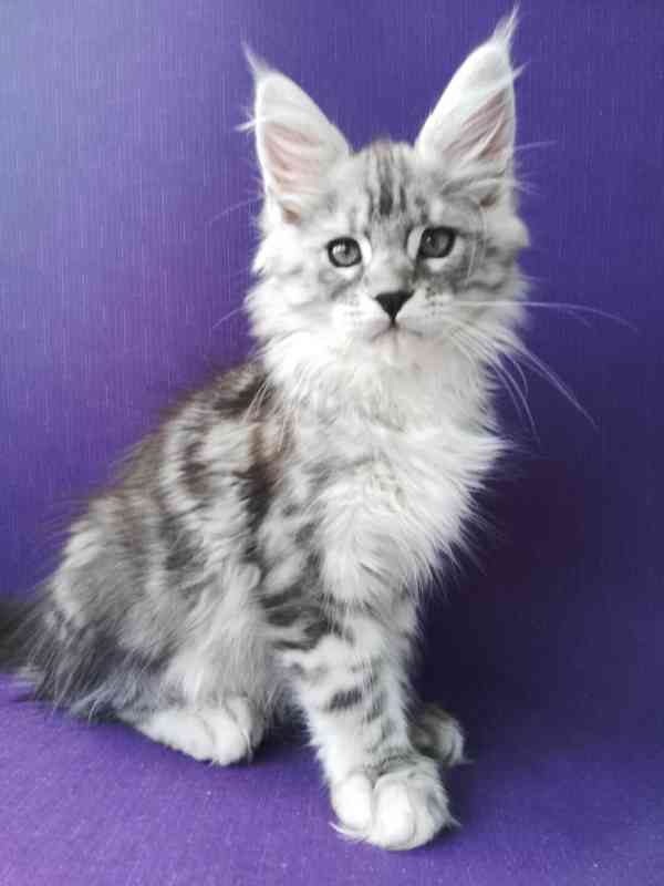 Maine coon kittens - foto 3