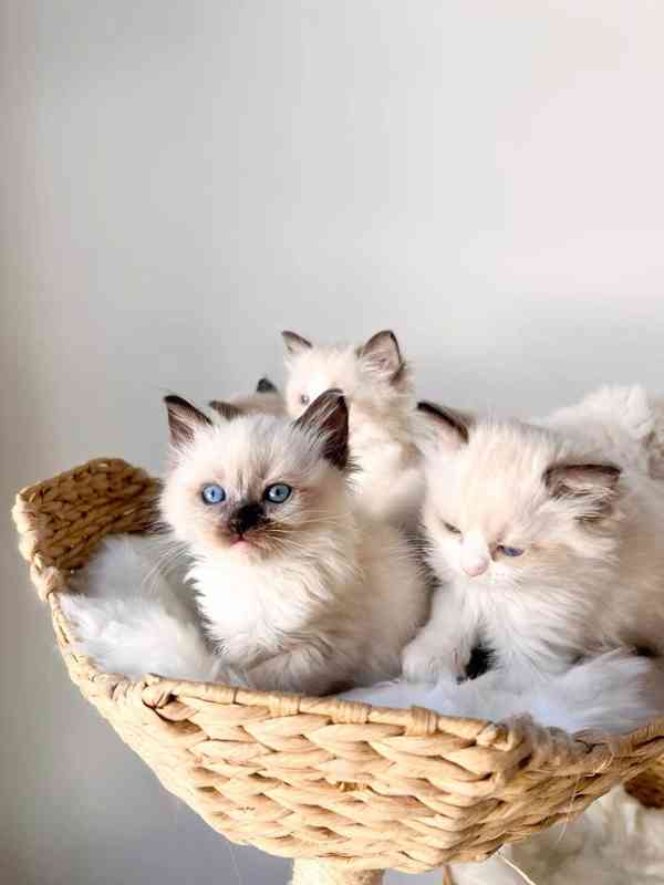 Zdarma ragdoll kotě k adopci hned teď - foto 1