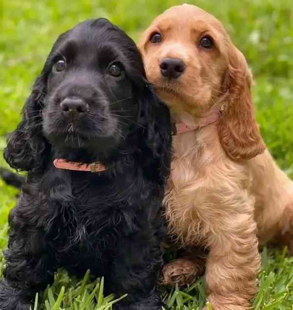 pet❤️úžasný pár 2 anglických kokršpanělů❤️ - foto 1