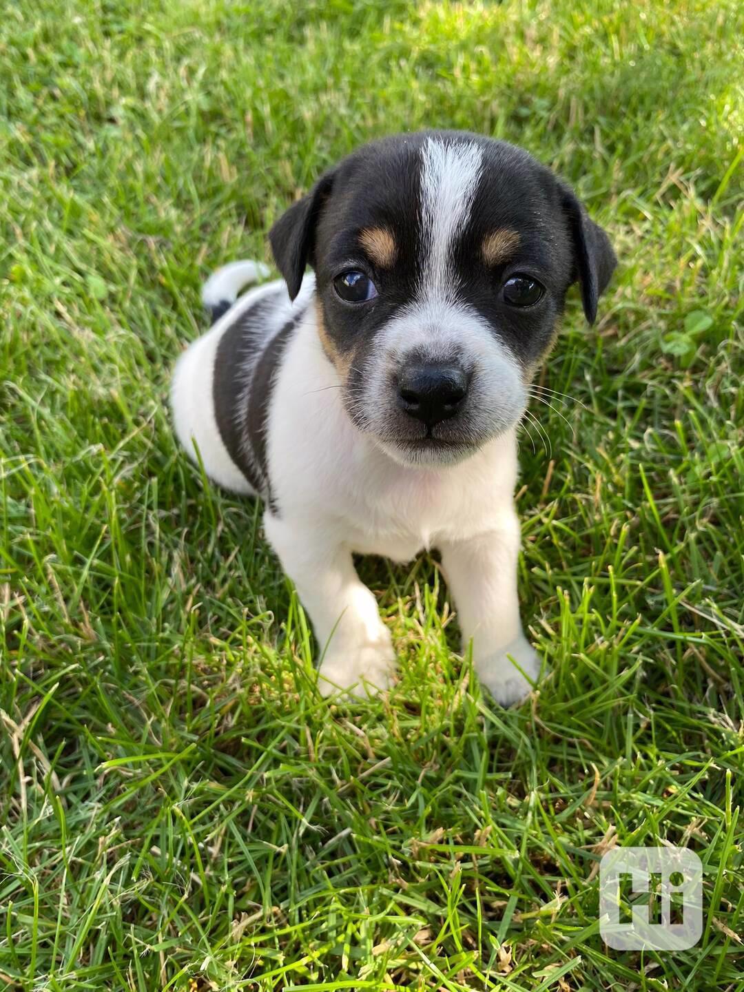 Prodám štěňata Jack Russell teriér. - foto 1