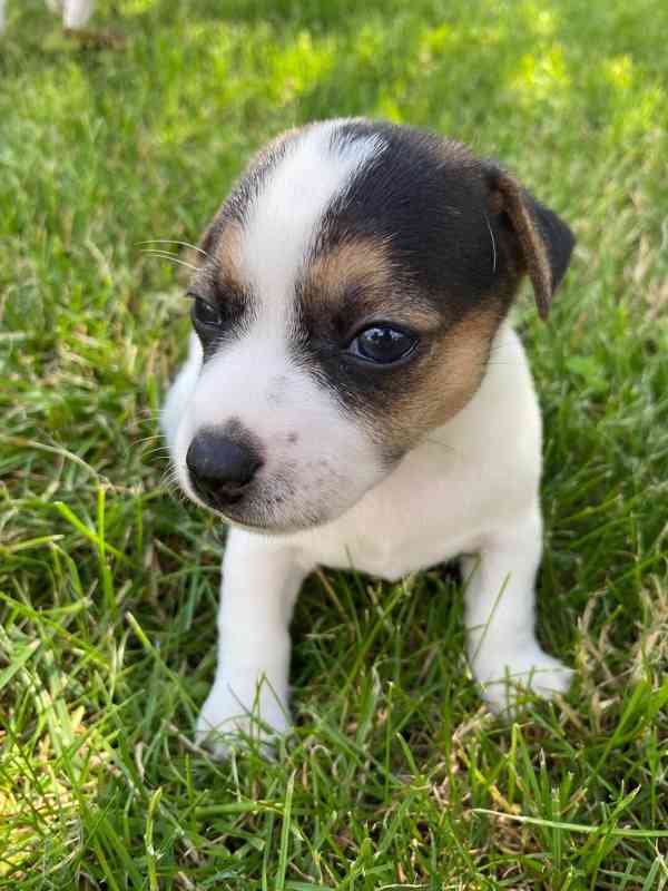 Prodám štěňata Jack Russell teriér. - foto 2