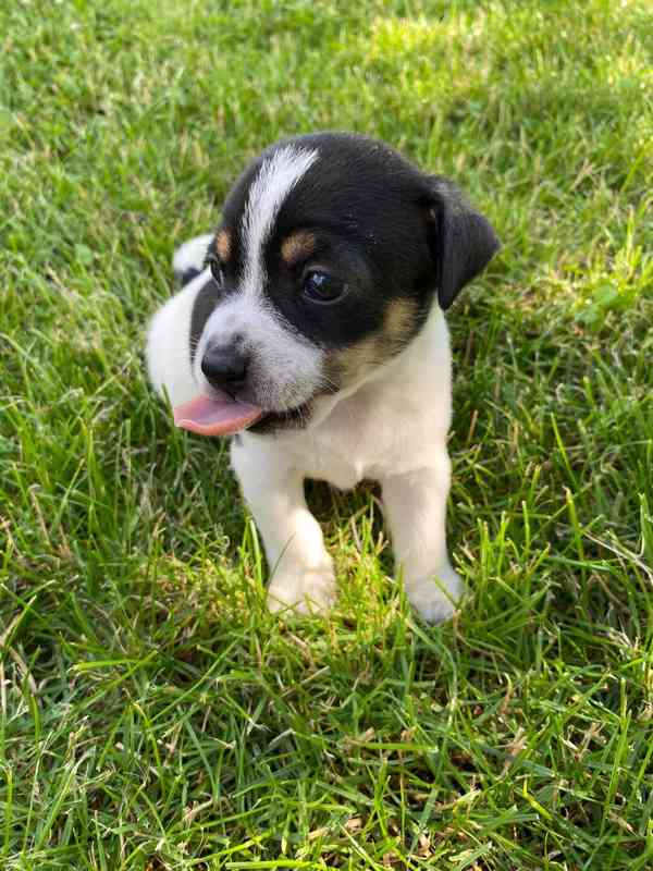 Prodám štěňata Jack Russell teriér. - foto 3