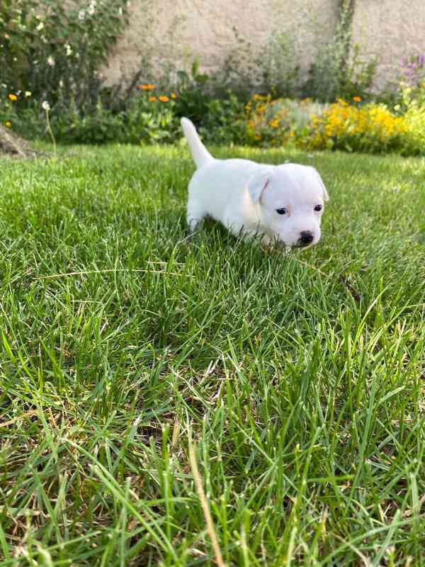 Prodám štěňata Jack Russell teriér. - foto 4