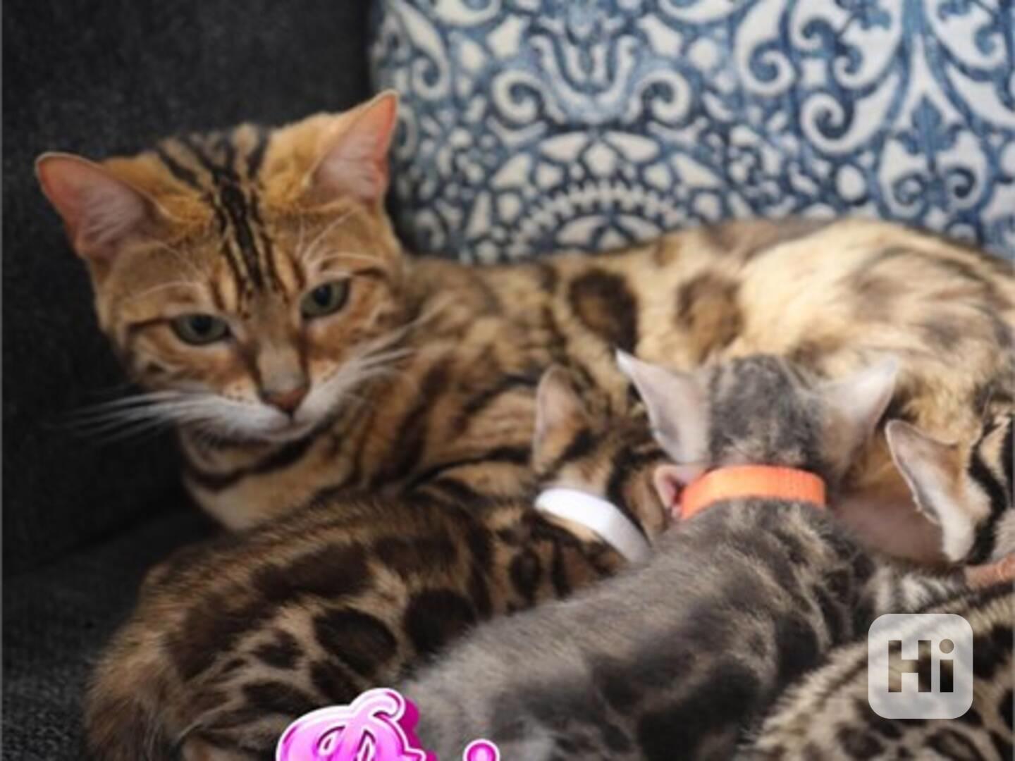 Bengal kittens - foto 1