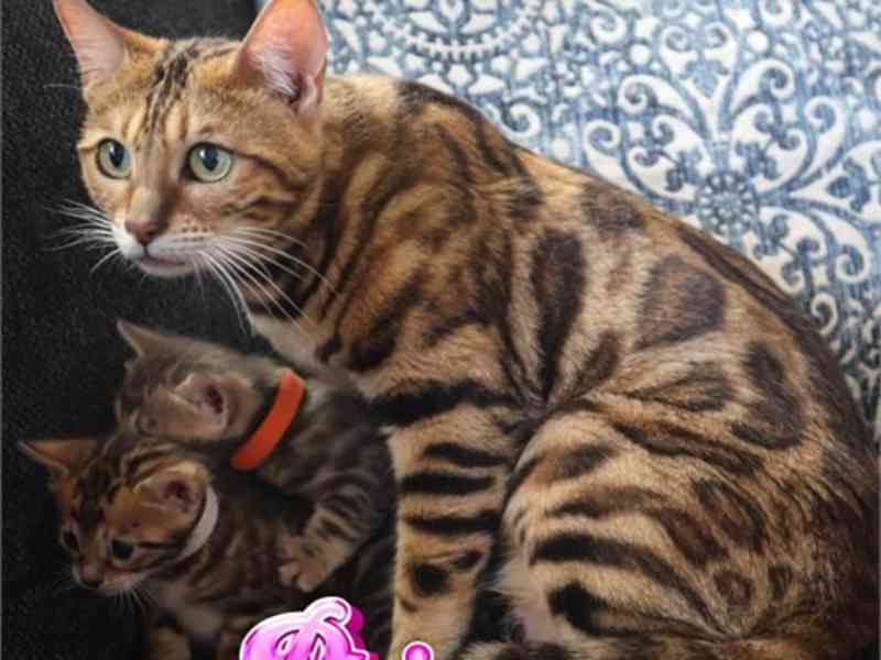 Bengal kittens - foto 2