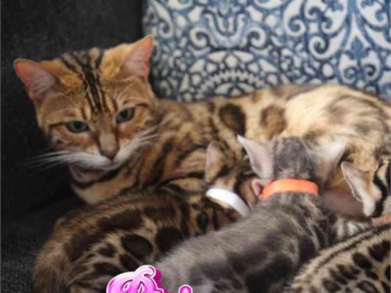 Bengal kittens - foto 1