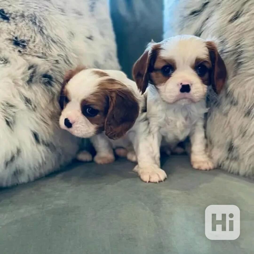 Tato kvalitní štěňata kavalírského king charles španěla  - foto 1