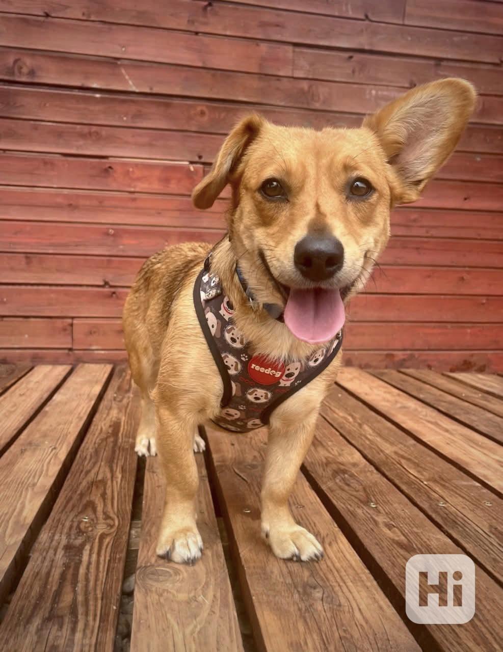 AMIRA - 10 kg, fenečka 3 roky  - foto 1