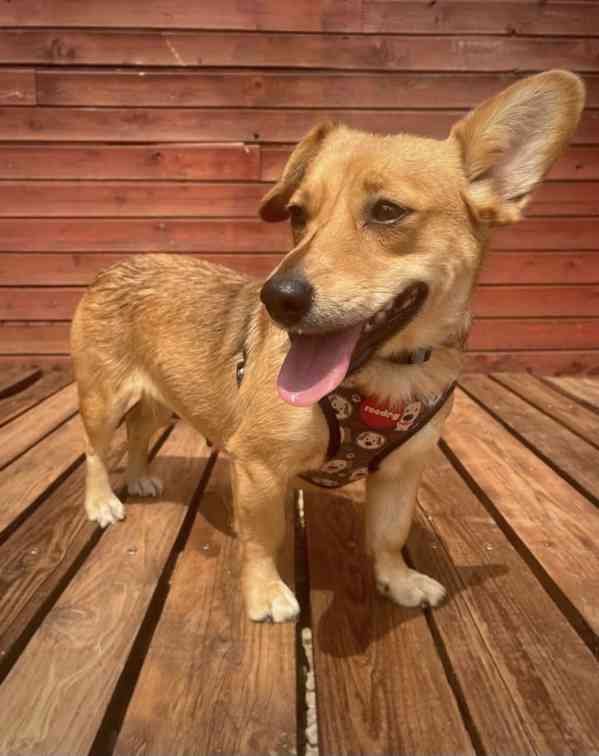 AMIRA - 10 kg, fenečka 3 roky  - foto 2