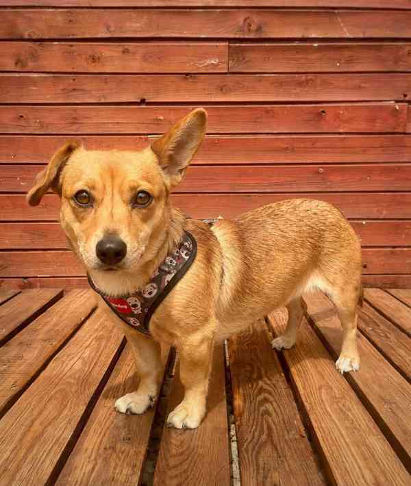 AMIRA - 10 kg, fenečka 3 roky  - foto 3