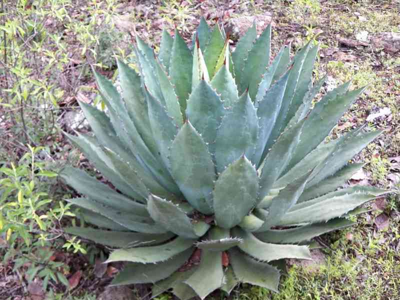 sazenice Agave maximiliana