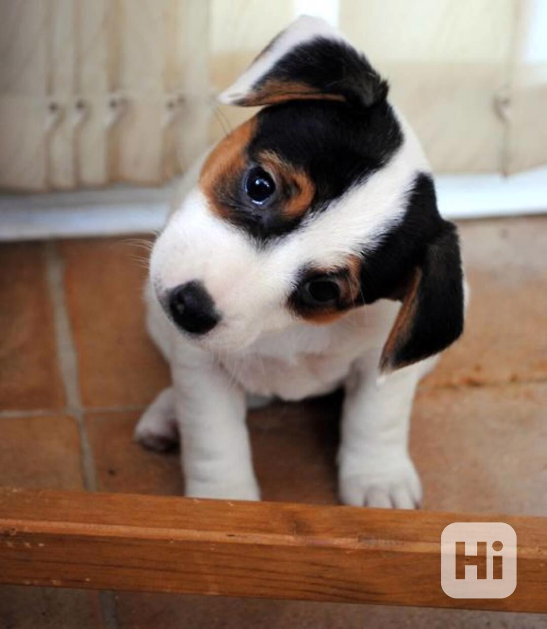 Štěňata JRT s PP - foto 1
