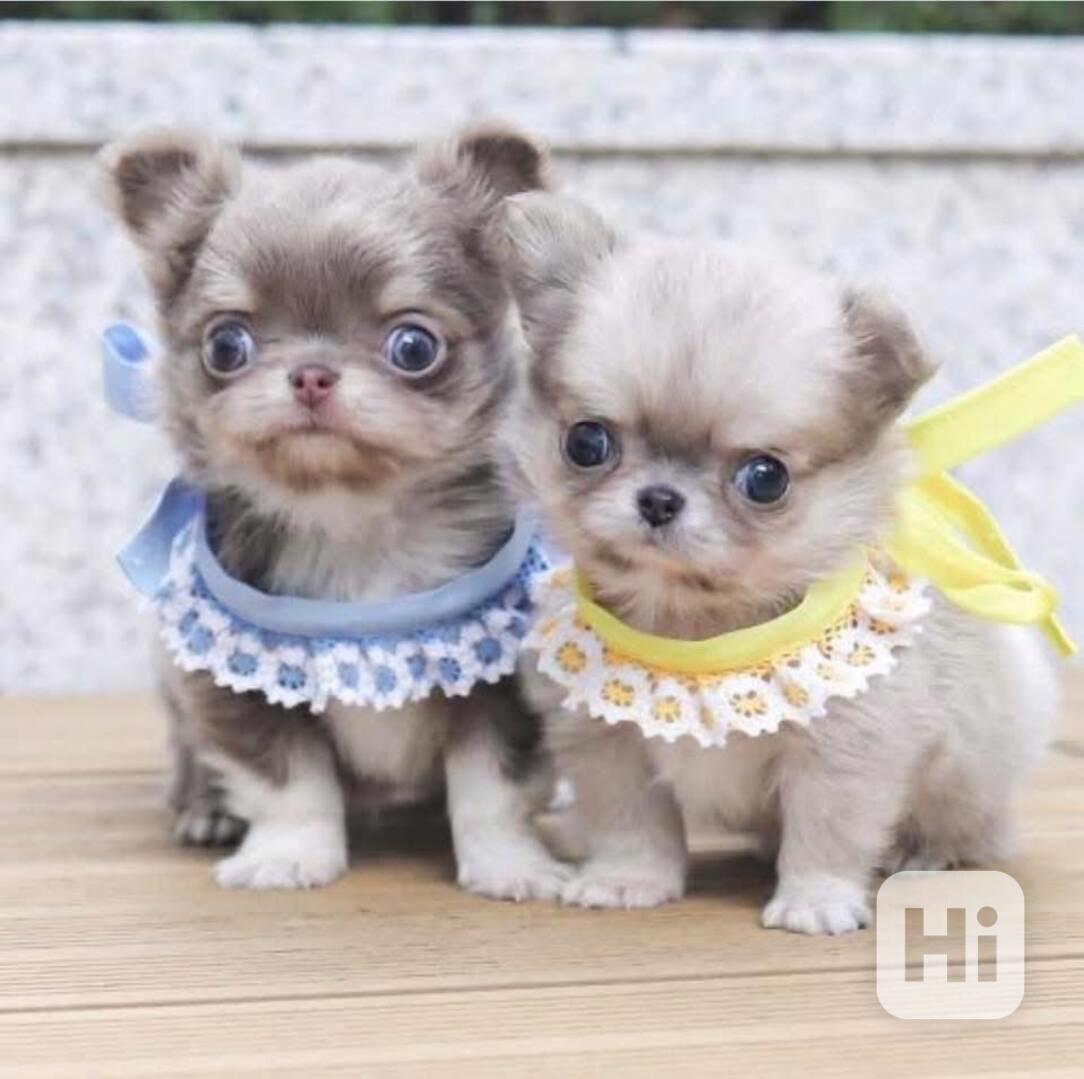 Štěňata čivavy - foto 1