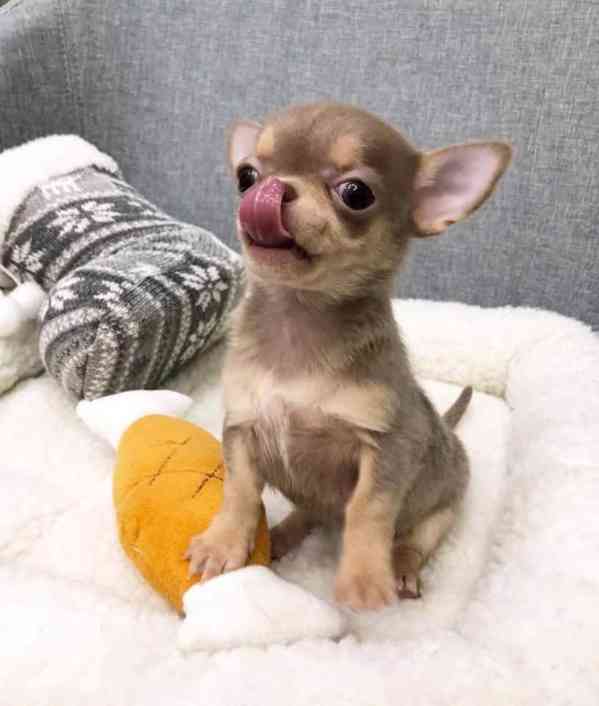 Štěňata čivavy - foto 2