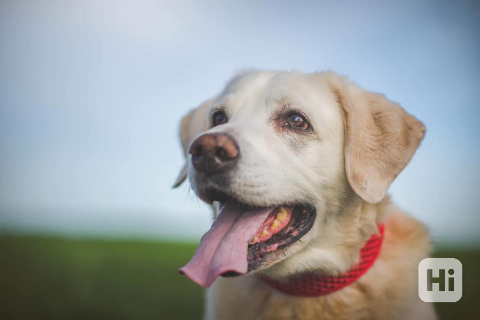 ZIGGY - Labrador 45 kg, 12 let  - foto 1
