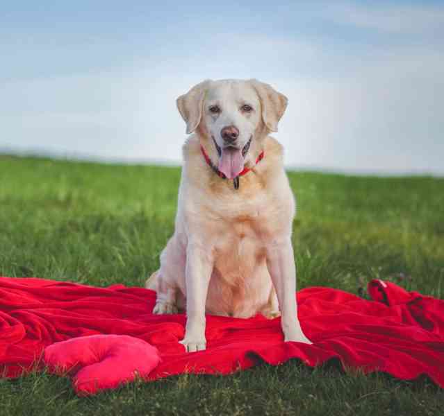 ZIGGY - Labrador 45 kg, 12 let  - foto 8
